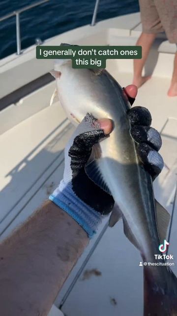 Nice Pollock
