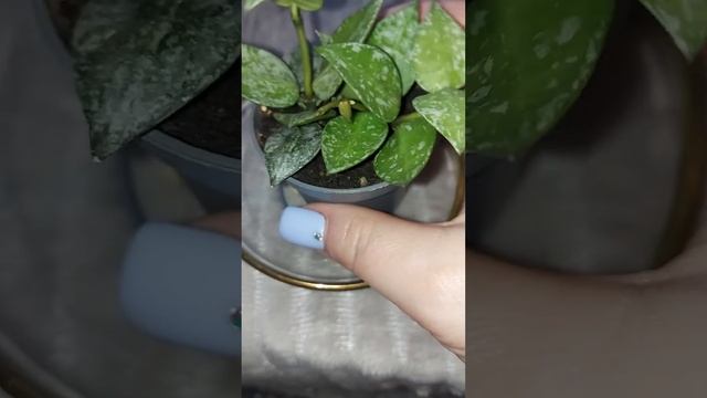 Первая хоя в моем доме. Hoya Lacunosa Eskimo ????!!!!