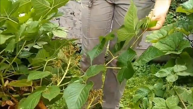 Обрезка малины и ежевики. #сад #СадовыйДизайн #природа