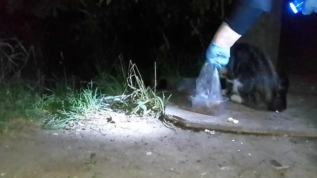 18 июля 2023 г. Трое из ларца и их друзья.Второе видео знакомство с животными.Ежи  любят яичницу.