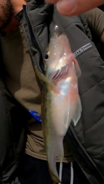 царский ерш#fishing