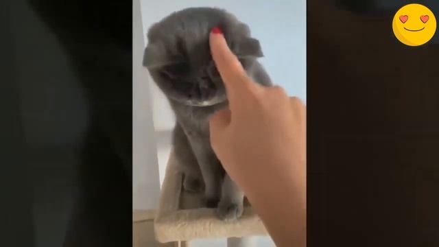 ##sunday / ПРИКОЛ КОШКА КУСАЕТ /🙀🙀 СВОЮ ХОЗЯИНА /#кошка #милая