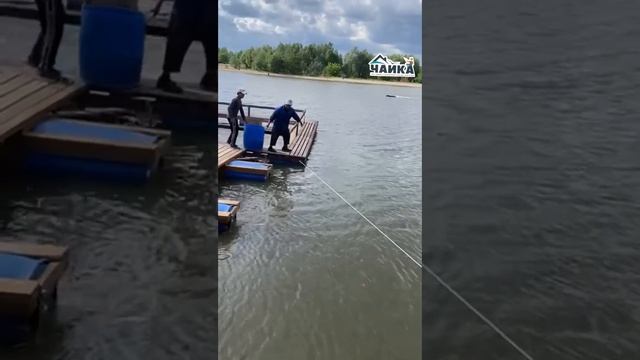 Спешим сообщить,зарыбление АФРИКАНСКИМ КЛАРИЕВЫМ СОМОМ прошло успешно.Ждем на рыбалку.@РК «Чайка».