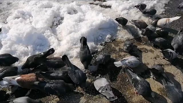 обеспечила себе на лето бесполетную зону возле своего дома.