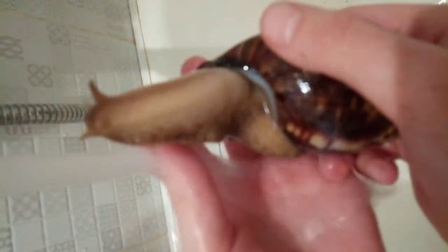 Уборка у улиток, влог, улитята, мой вечер🦋🐜