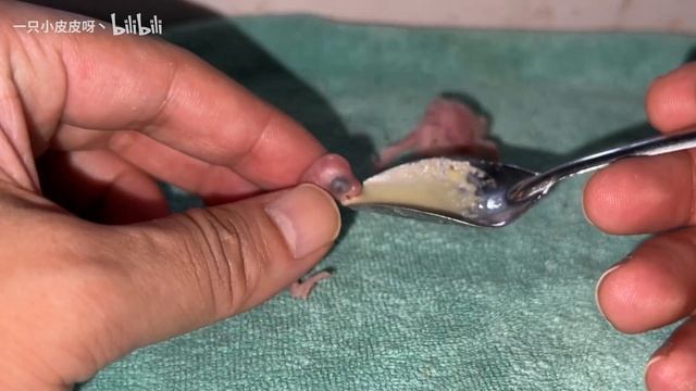 快要睁眼了，这小鸟基本上算是活下来了