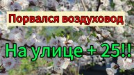 Каждый день что-то случается 🥺// Всё цветёт