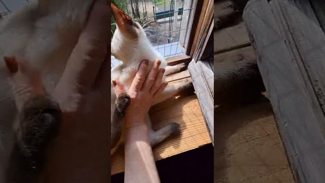 Тайский котик Elizar, 4,5 месяца, сил-пойнт