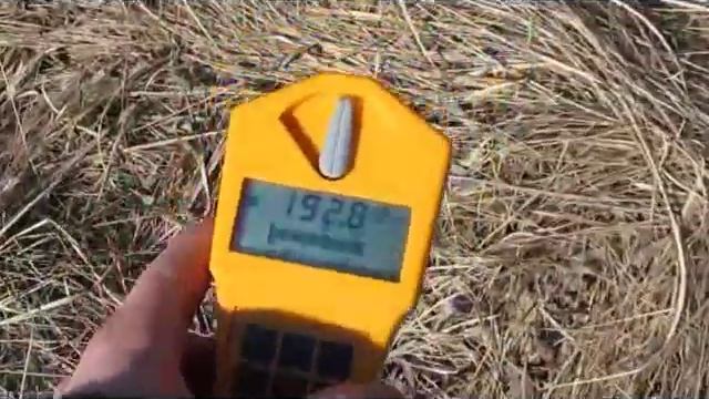 chernobyl 2012: the red radioactive forest (Рудий ліс)