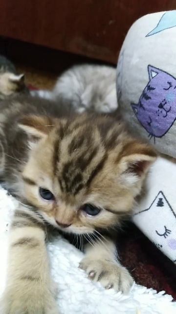 ПРИКОЛ. МАЛЫШ ЛАПУШКА ЧЕРЕПАШКОВЫЙ ТАББИ #кошки #юмор