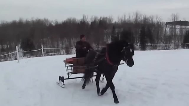 20 Horses That Are Born Only Once In a Thousand Years