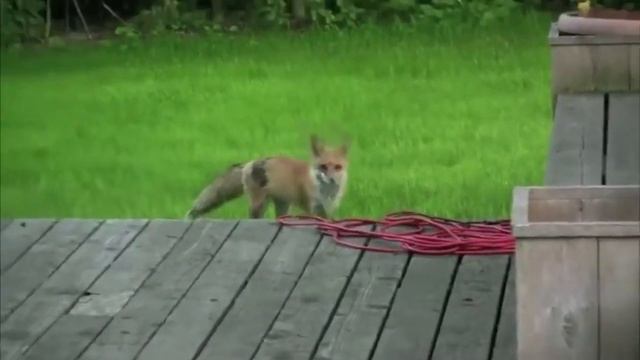 Вы когда нибудь слышали как, кричит лиса???