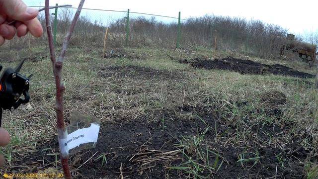Прививка яблони Глостер китайским прививочником