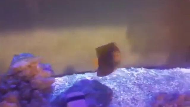 King angelfish