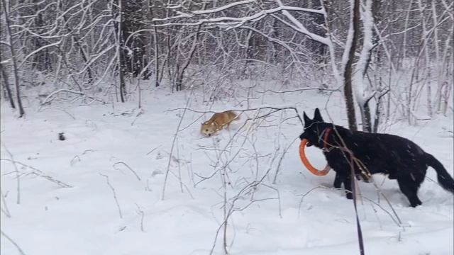 Когда на Пасху неожиданно подвезли снег