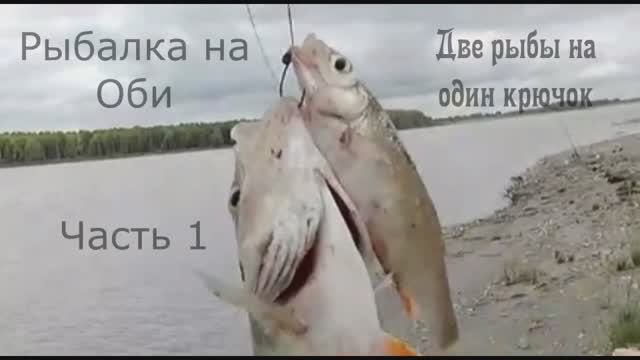 Рыбалка на Оби с ночевкой. Часть 1. На одном крючке сразу поймались 2 рыбы, вот это клев!