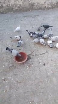 for sale 600 patiala kabootar 👍