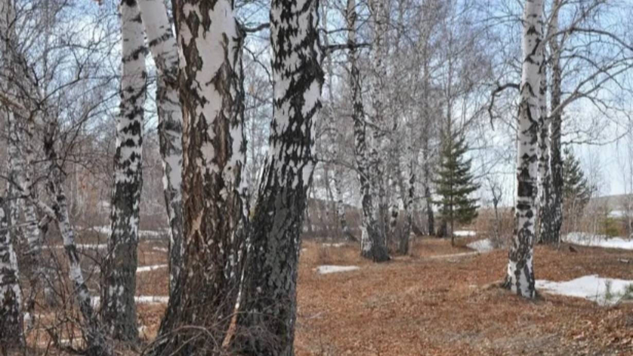 Едем за берёзовым соком. Квас из берёзового сока.
