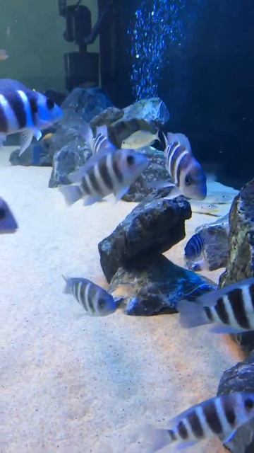 Cyphotilapia frontosa blue Zaire f1