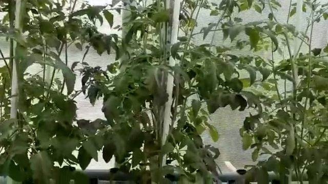 #idroponica Matteo dalla Polonia - pomodori in NFT
