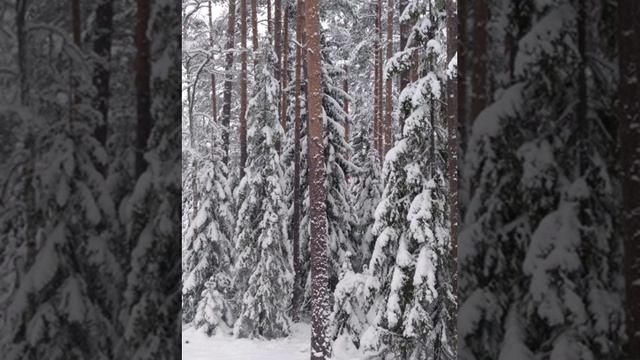 №77 Очистка и восстановление общее