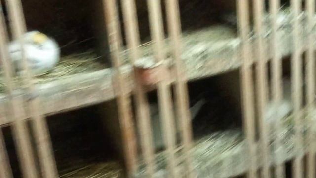 #Pigeons.Такое тоже бывает.