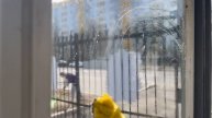 Субботник в Колледже полиции. Ролик курсантов 2 курса