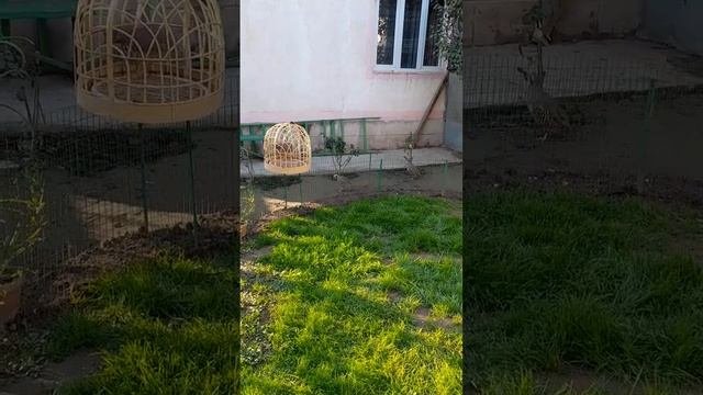 кабк