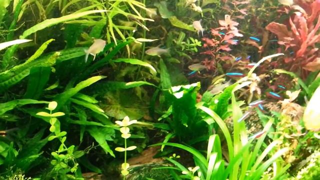 Acuario plantado con discus 250 Litros