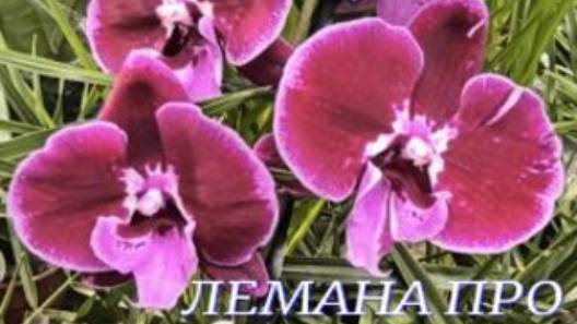 №1069/ ОБЗОР орхидей в ЛЕМАНА ПРО
