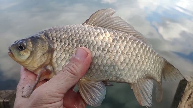 Мормышинг.Не зря сходил за подсаком.Карась на мормышку.