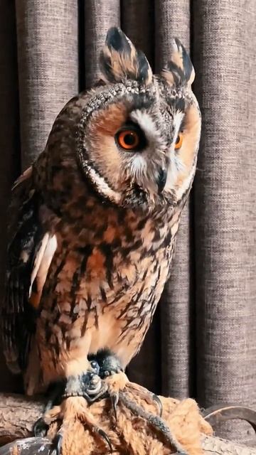 #animals #owl #birds #viral #like #lion #pakistan #news #facts #shortsvideo #youtubeshorts