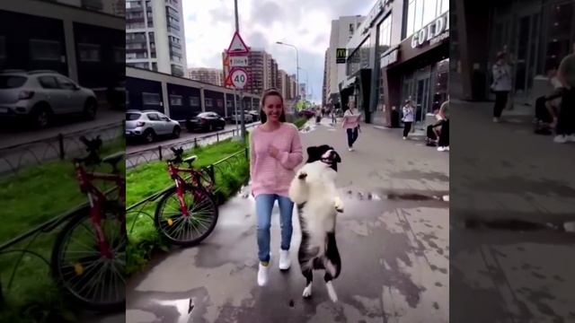 Смешные собаки и котики танцуют тик ток 🤣🤣🔥 Приколы с животными!!