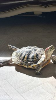 Как загорают черепахи