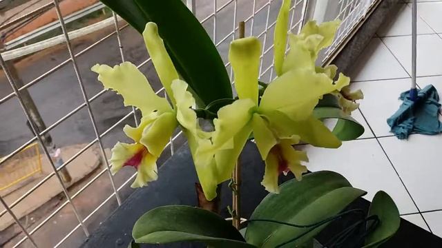 Orquideas De Graça Santos