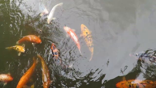 *ODENSE ZOO” Huge Koi Carp Fish Feeding // 4-6 kg`s Koikarper fodres med brød & kiks - Part 2 [HQ]