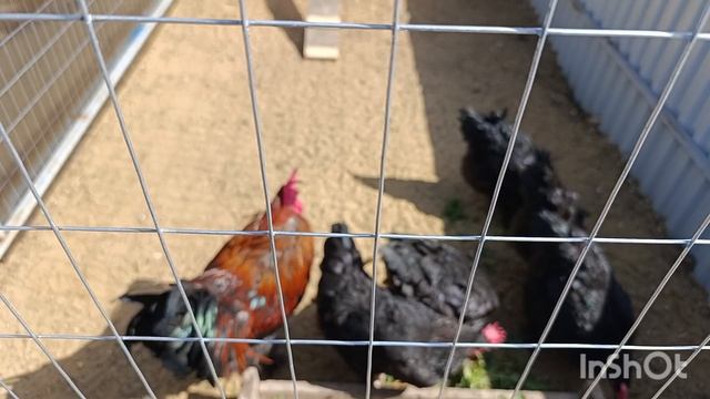 21-04-2025. Гнёзда курам понравились. Яйца прибавились.🤗🥚