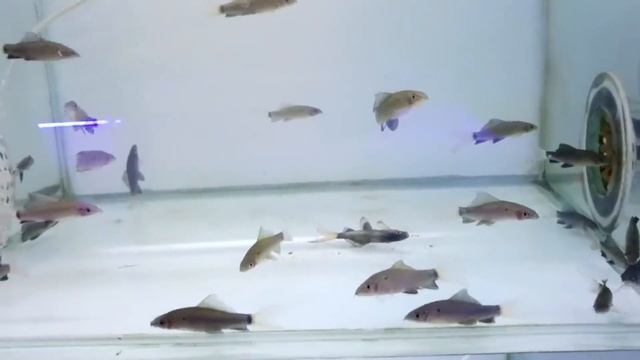 Utekar Fisheries Aquarium Fish Mall