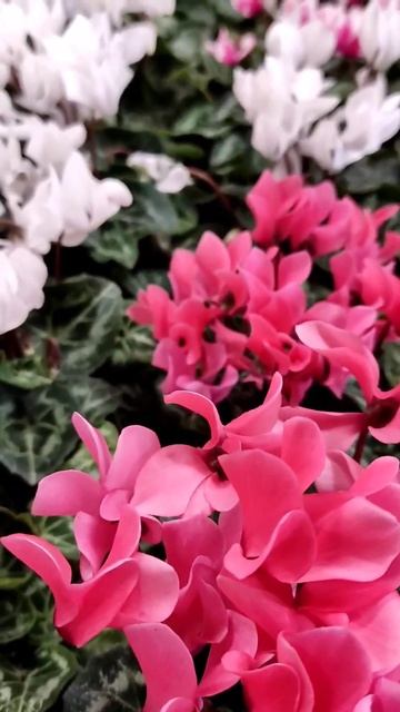 Cyclamen สวยหวานจากต่างแดน