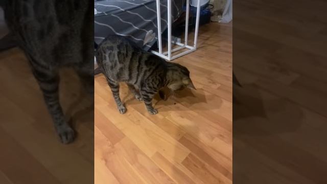 кот который боится: