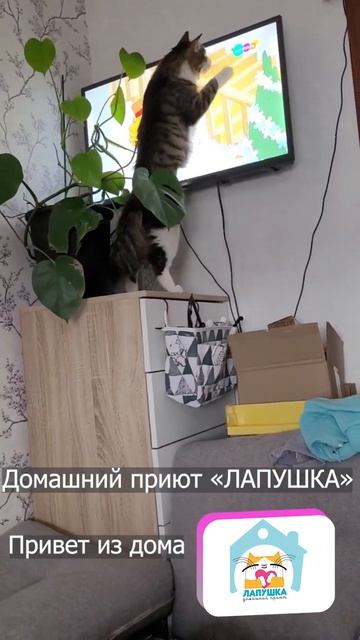 Привет из дома. Мурлок/ Дин и мультики #котик #кот #мультики