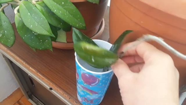 MUM ÇİÇEĞİ BAKIMI VE ÇOĞALTIMI