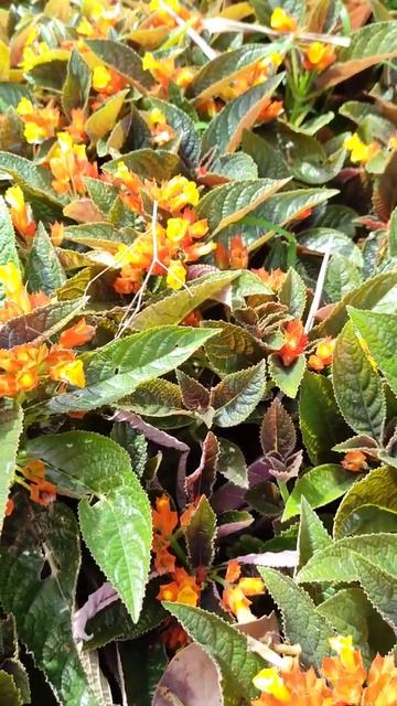 Chrysothemis pulchella | Ornamental plant | Agri Life