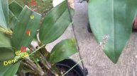 Dendrobium Rosy Cluster memiliki bunga yang Wangi dan Rimbun