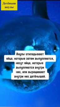 Детёныш акулы