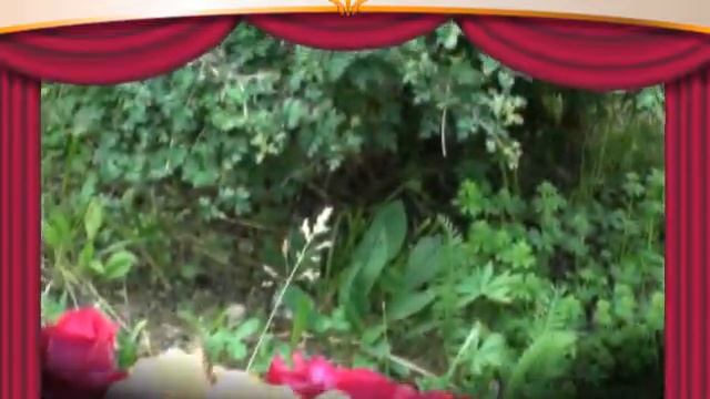Rosaio di Armando Dal Col nel giardino Bonsai
