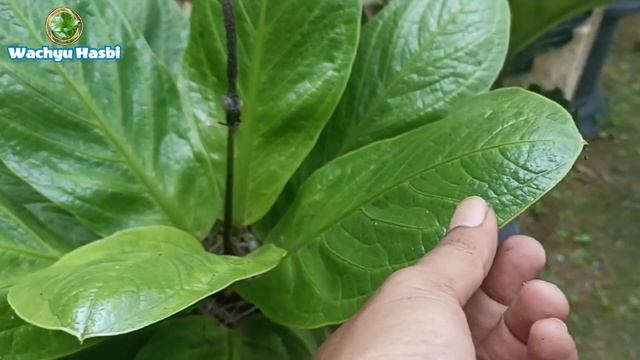KEKAR DAN KEREN, JEMANI COBRA BESI‼️ | REVIEW ANTHURIUM JEMANI