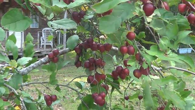 Red Crabapples