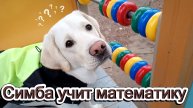 Симба учит математику