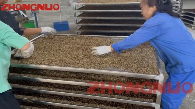 BLACK SOLDIER FLY POWDER PRODUCTION LINE